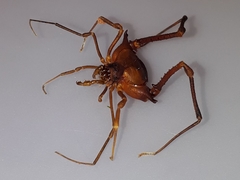 Krateromaspis dilatata