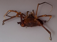 Krateromaspis dilatata