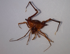 Krateromaspis dilatata