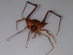 Krateromaspis dilatata