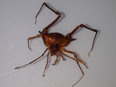 Krateromaspis dilatata