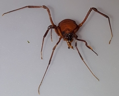 Krateromaspis dilatata