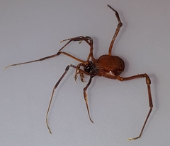 Krateromaspis dilatata