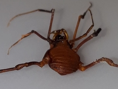 Krateromaspis dilatata