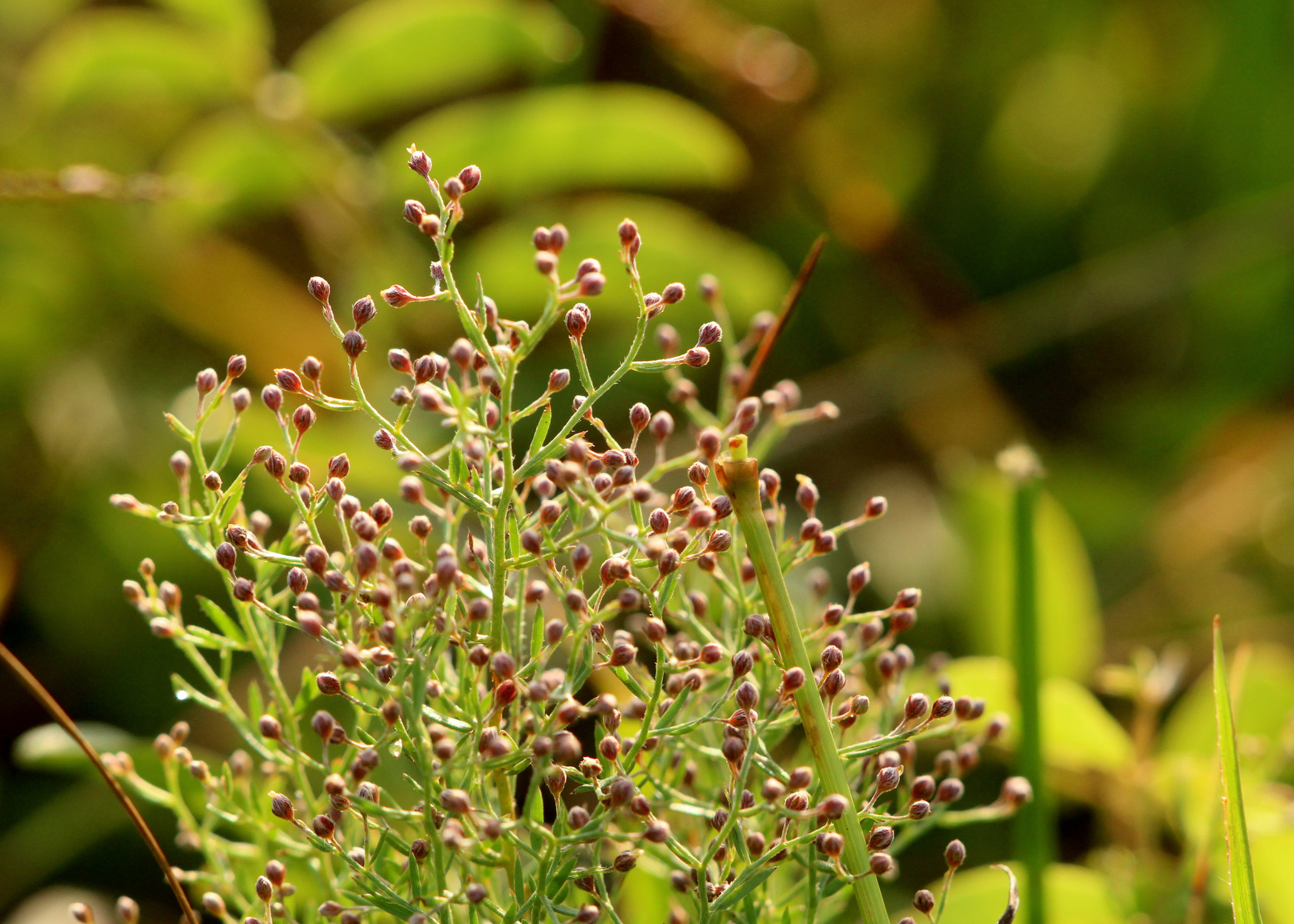 Lechea torreyi