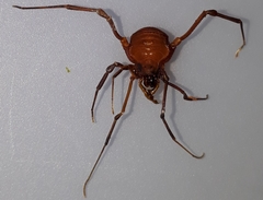 Krateromaspis dilatata