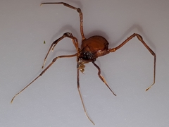 Krateromaspis dilatata