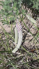 Dalea villosa