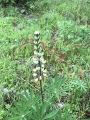 Lupinus oreganus