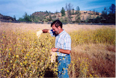 Helianthus bolanderi
