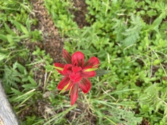Castilleja rhexiifolia
