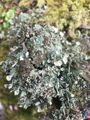 Cladonia borealis