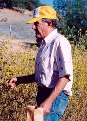 Helianthus bolanderi