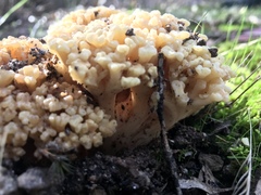 Ramaria capitata