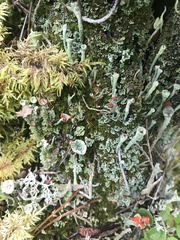 Cladonia borealis