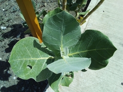 Calotropis