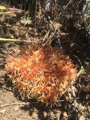 Aphyllon californicum feudgei