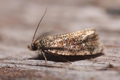 Olethreutes astrologana