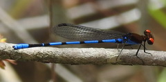 Argia oenea