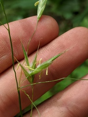 Bromus nottowayanus