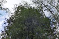 Atherosperma moschatum