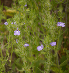 Salvia texana