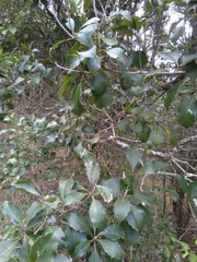 Auranticarpa rhombifolia