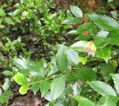 Atherosperma moschatum