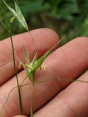 Bromus nottowayanus