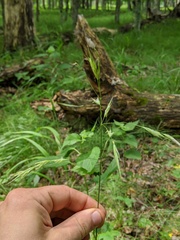 Bromus nottowayanus