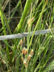 Fimbristylis castanea