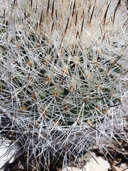 Rapicactus beguinii