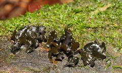 Cordieritidaceae