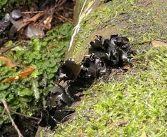 Cordieritidaceae