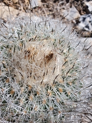 Rapicactus beguinii