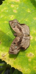 Quadrus lugubris