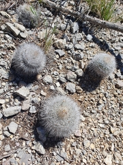 Rapicactus beguinii