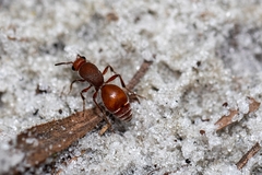 Dasymutilla arenerronea