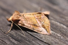 Pseudeva purpurigera