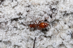 Dasymutilla arenerronea