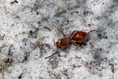 Dasymutilla arenerronea