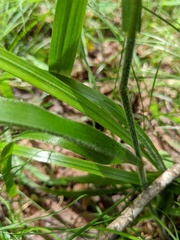 Bromus nottowayanus