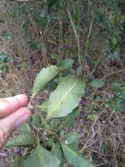 Auranticarpa rhombifolia