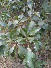 Auranticarpa rhombifolia