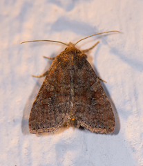 Protorthodes oviduca