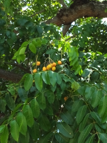 Spondias mombin - Leaves