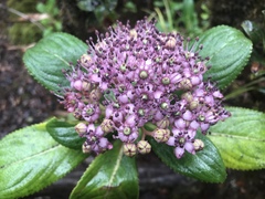 Hydrangea arguta