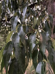Fraxinus pennsylvanica