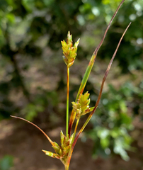 Cyperus schweinitzii