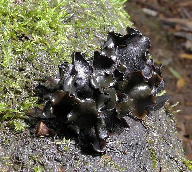 Ameghiniella frondosa